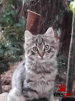 Ράτσα: Άγνωστο - Ημίαιμο | Ηλικία: 3 μηνών | Φύλο: Θηλυκό | Αρ. Microchip: 900237004500321 | Ιδιώτης | Περιοχή: Αττική